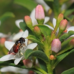 Psilota rubra at Acton, ACT - 2 Oct 2018 01:30 PM