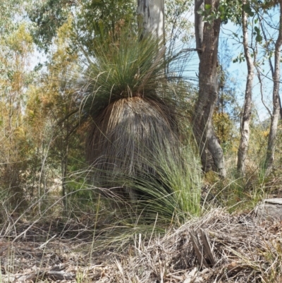 Xanthorrhoea glauca subsp. angustifolia (Grey Grass-tree) at Lower Cotter Catchment - 2 Oct 2018 by KenT