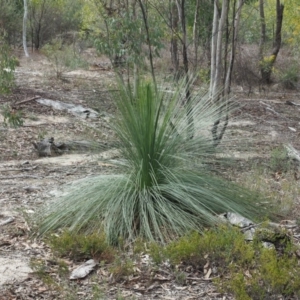 Xanthorrhoea glauca subsp. angustifolia at Cotter River, ACT - suppressed