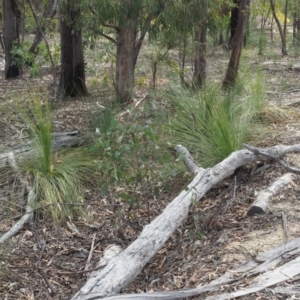 Xanthorrhoea glauca subsp. angustifolia at Cotter River, ACT - suppressed