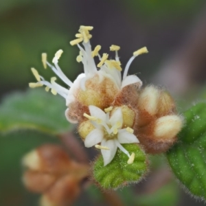 Pomaderris betulina subsp. betulina at Cotter River, ACT - 2 Oct 2018