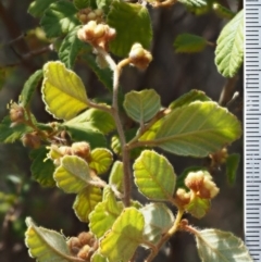 Pomaderris betulina subsp. betulina at Cotter River, ACT - 2 Oct 2018