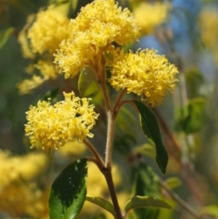 Pomaderris intermedia (Golden Pomaderris) at Lower Cotter Catchment - 2 Oct 2018 by KenT