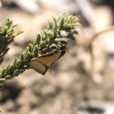 Philobota undescribed species near arabella (A concealer moth) at Aranda, ACT - 2 Oct 2018 by AlisonMilton