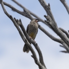 Anthochaera carunculata (Red Wattlebird) at Mount Painter - 2 Oct 2018 by Alison Milton