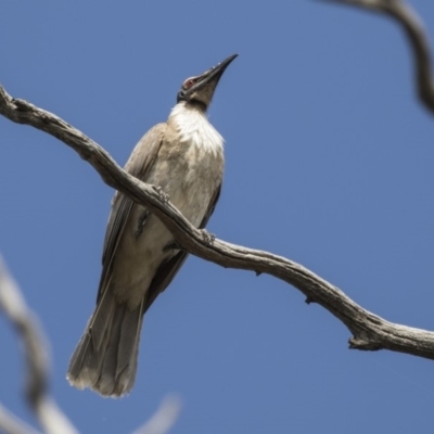 Philemon corniculatus (Noisy Friarbird) at Mount Painter - 2 Oct 2018 by Alison Milton