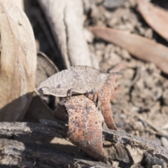 Goniaea sp. (genus) (A gumleaf grasshopper) at Aranda Bushland - 2 Oct 2018 by AlisonMilton