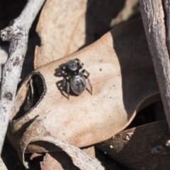 Salpesia sp. (genus) (Salpesia Jumping Spider) at Aranda, ACT - 2 Oct 2018 by AlisonMilton