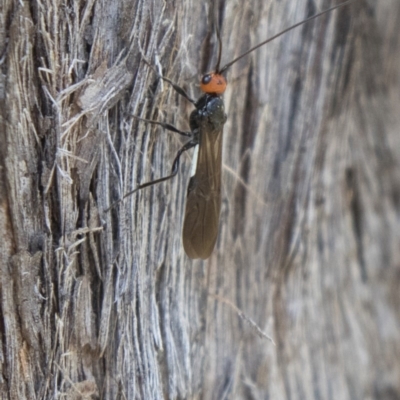 Callibracon capitator (White Flank Black Braconid Wasp) at Aranda Bushland - 2 Oct 2018 by AlisonMilton
