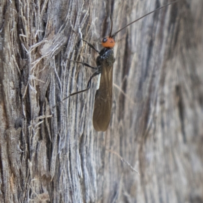 Callibracon capitator (White Flank Black Braconid Wasp) at Dunlop, ACT - 2 Oct 2018 by AlisonMilton