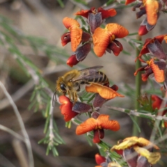 Trichocolletes sp. (genus) (Spring Bee) at Kambah, ACT - 2 Oct 2018 by MatthewFrawley