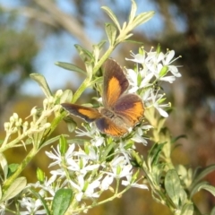 Paralucia pyrodiscus (Fiery Copper) at Theodore, ACT - 6 Jan 2018 by Owen