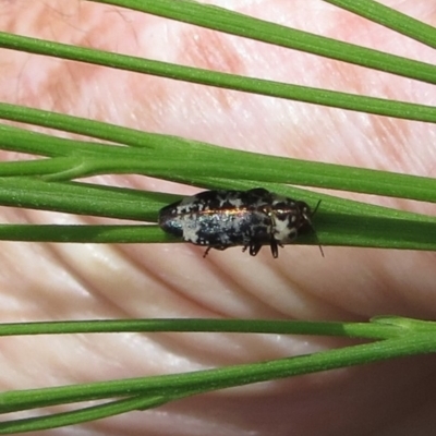 Hypocisseis suturalis (Cherry Ballart Jewel Beetle) at Tuggeranong Hill - 31 Dec 2017 by Owen