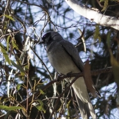 Coracina novaehollandiae (Black-faced Cuckooshrike) at ANBG South Annex - 1 Oct 2018 by JonSteinbeck