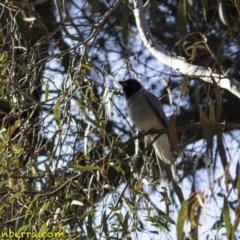 Coracina novaehollandiae at Acton, ACT - 1 Oct 2018