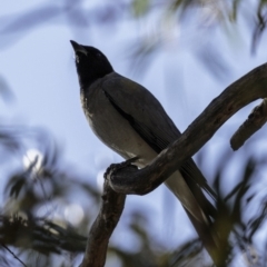 Coracina novaehollandiae at Acton, ACT - 1 Oct 2018