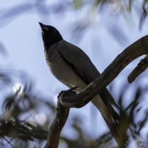 Coracina novaehollandiae at Acton, ACT - 1 Oct 2018