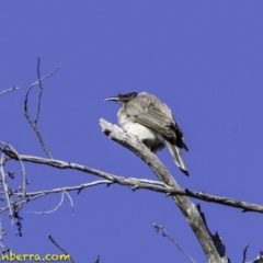 Philemon corniculatus (Noisy Friarbird) at ANBG South Annex - 1 Oct 2018 by JonSteinbeck