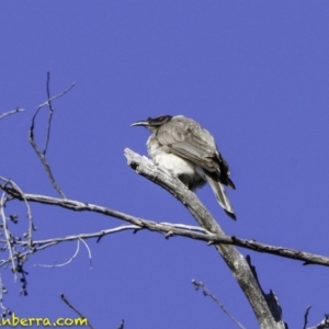 Philemon corniculatus at Acton, ACT - 1 Oct 2018