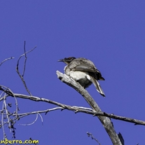 Philemon corniculatus at Acton, ACT - 1 Oct 2018