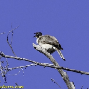 Philemon corniculatus at Acton, ACT - 1 Oct 2018