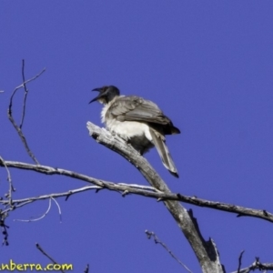 Philemon corniculatus at Acton, ACT - 1 Oct 2018