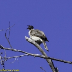 Philemon corniculatus at Acton, ACT - 1 Oct 2018