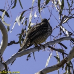 Anthochaera carunculata at Acton, ACT - 1 Oct 2018