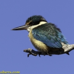 Todiramphus sanctus (Sacred Kingfisher) at Molonglo Valley, ACT - 30 Sep 2018 by BIrdsinCanberra