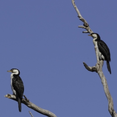 Microcarbo melanoleucos (Little Pied Cormorant) at Molonglo Valley, ACT - 1 Oct 2018 by BIrdsinCanberra