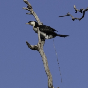 Microcarbo melanoleucos at Molonglo Valley, ACT - 1 Oct 2018