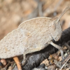 Goniaea sp. (genus) (A gumleaf grasshopper) at Yarrow, NSW - 1 Oct 2018 by Harrisi