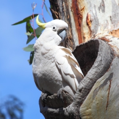 Cacatua galerita (Sulphur-crested Cockatoo) at GG12 - 27 Sep 2018 by TimL