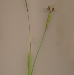 Sisyrinchium micranthum (Blue Pigroot) at Bermagui, NSW - 12 Dec 2013 by robndane