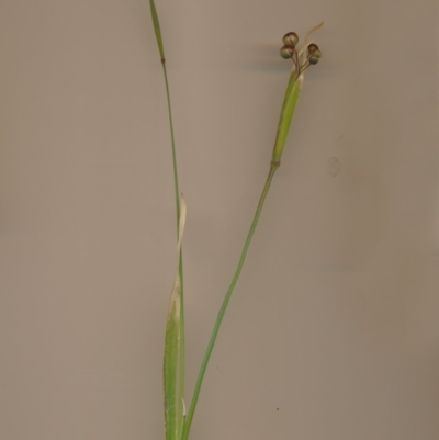 Sisyrinchium micranthum (Blue Pigroot) at Bermagui, NSW - 12 Dec 2013 by robndane
