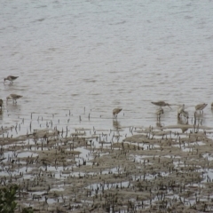 Limosa lapponica (Bar-tailed Godwit) at Merimbula, NSW - 26 May 2014 by kelpie