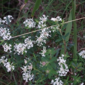 Pimelea linifolia subsp. linifolia at Bermagui, NSW - 31 Mar 2012 12:00 AM