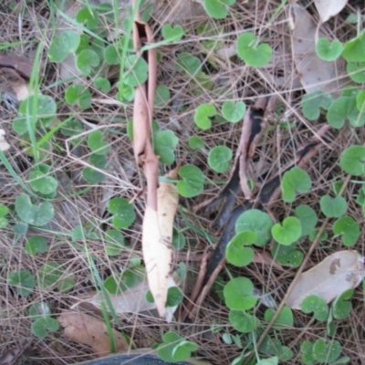 Dichondra repens (Kidney Weed) at Bermagui, NSW - 30 Mar 2012 by GlendaWood