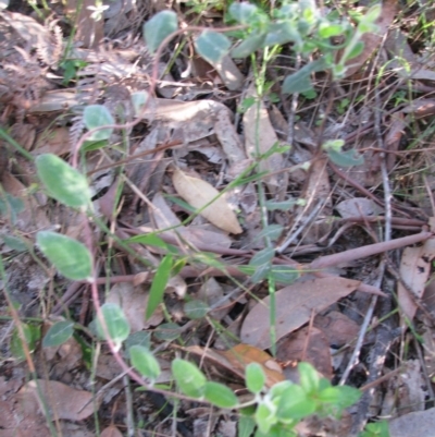 Billardiera mutabilis (Climbing Apple Berry, Apple Berry, Snot Berry, Apple Dumblings, Changeable Flowered Billardiera) at Bermagui, NSW - 31 Mar 2012 by GlendaWood