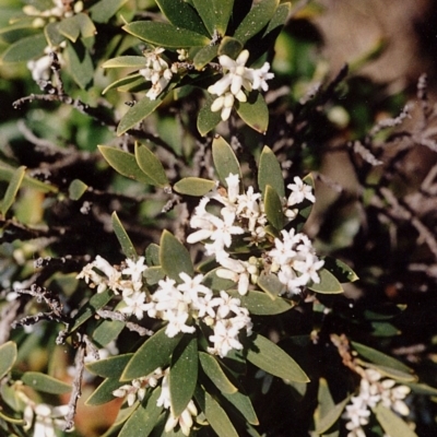 Leucopogon parviflorus (Coast Beard Heath) at Green Cape, NSW - 16 Sep 2008 by robndane