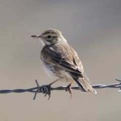 Anthus australis (Australian Pipit) at Michelago, NSW - 30 Sep 2018 by Illilanga