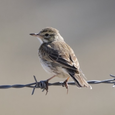 Anthus australis (Australian Pipit) at Michelago, NSW - 30 Sep 2018 by Illilanga