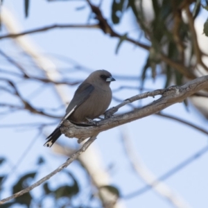 Artamus cyanopterus at Michelago, NSW - 1 Oct 2018 08:54 AM