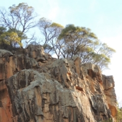 Acacia doratoxylon (Currawang) at Paddys River, ACT - 22 Sep 2018 by michaelb