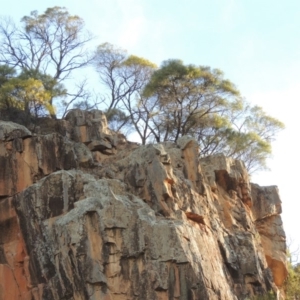 Acacia doratoxylon at Paddys River, ACT - 22 Sep 2018 07:08 PM