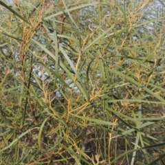 Acacia doratoxylon at Paddys River, ACT - 22 Sep 2018 07:08 PM