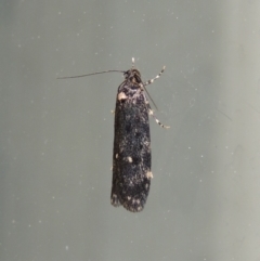 Barea codrella (A concealer moth) at Pollinator-friendly garden Conder - 27 Sep 2018 by michaelb