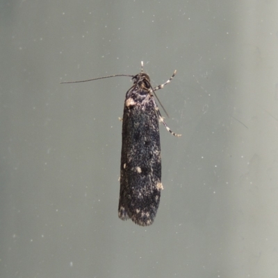 Barea codrella (A concealer moth) at Conder, ACT - 27 Sep 2018 by michaelb