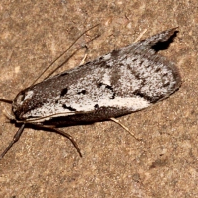 Philobota stella (A concealer moth) at O'Connor, ACT - 9 Sep 2018 by PeteWoodall