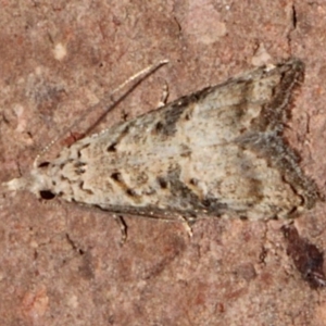 Carposinidae (family) at O'Connor, ACT - 9 Sep 2018